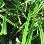 Attēlu rezultāti vaicājumam “Scirpus sylvaticus leaf”
