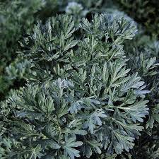 Attēlu rezultāti vaicājumam “Artemisia absinthium”