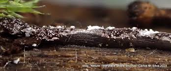 Attēlu rezultāti vaicājumam “Physarum bitectum spores”