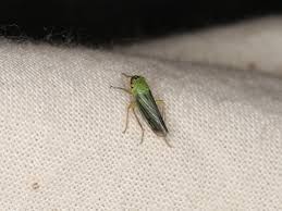 Attēlu rezultāti vaicājumam “Cicadella viridis female”