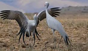 Attēlu rezultāti vaicājumam “Gruiformes”