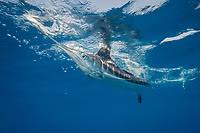 Image result for Kajikia albida