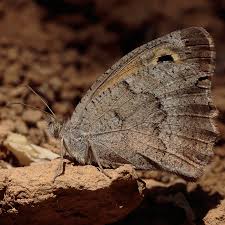 Attēlu rezultāti vaicājumam “Hyponephele lycaon male”