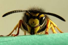 Attēlu rezultāti vaicājumam “Vespula germanica”