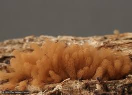 Attēlu rezultāti vaicājumam “Arcyria imperialis spores”