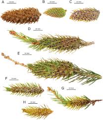 Attēlu rezultāti vaicājumam “Adelges laricis nymph”