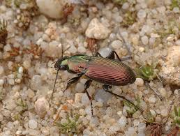 Attēlu rezultāti vaicājumam “Poecilus lepidus”