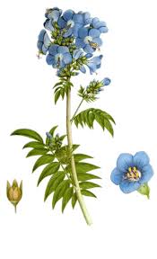 Image result for Polemonium coeruleum album