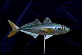 Image result for Trachurus mediterraneus