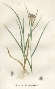 Attēlu rezultāti vaicājumam “Luzula luzuloides”