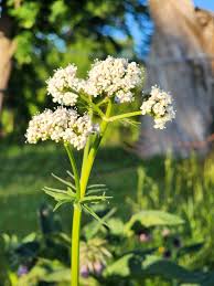 Attēlu rezultāti vaicājumam “Valeriana officinalis”