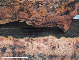 Attēlu rezultāti vaicājumam “Hapalopilus aurantiacus”