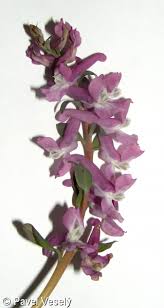 Attēlu rezultāti vaicājumam “Corydalis cava flower”