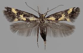 Attēlu rezultāti vaicājumam “Denisia similella”