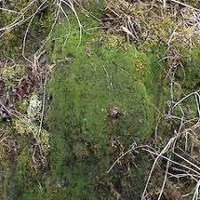 Attēlu rezultāti vaicājumam “Gymnostomum calcareum”