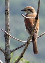Attēlu rezultāti vaicājumam “Lanius collurio female”