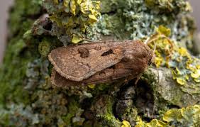 Attēlu rezultāti vaicājumam “Agrotis exclamationis”