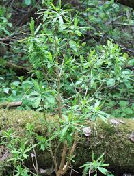 Attēlu rezultāti vaicājumam “Daphne mezereum leaf”