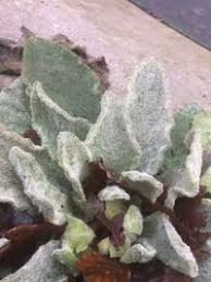 Attēlu rezultāti vaicājumam “Scrophulariaceae”