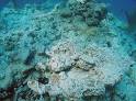 Coral Reefs - MarineBio.