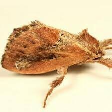 Attēlu rezultāti vaicājumam “Aphodius sp. imago”