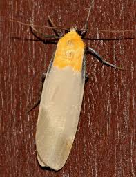 Attēlu rezultāti vaicājumam “Lithosia quadra”