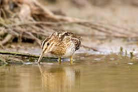 Image result for Gallinago delicata