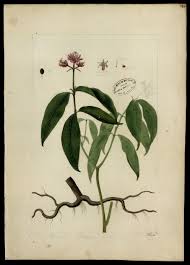 Attēlu rezultāti vaicājumam “Rubiaceae”