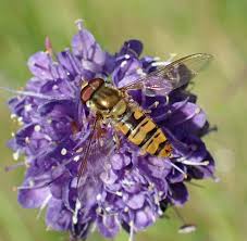 Attēlu rezultāti vaicājumam “Episyrphus balteatus”