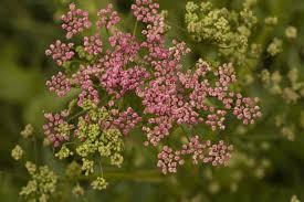 Image result for Pimpinella saxifraga