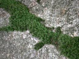 Attēlu rezultāti vaicājumam “Paraleucobryum longifolium”