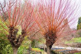 Attēlu rezultāti vaicājumam “Salix alba var. alba”