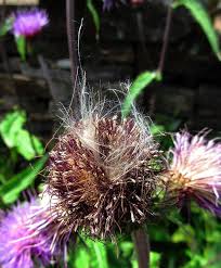 Attēlu rezultāti vaicājumam “Cirsium heterophyllum flower”