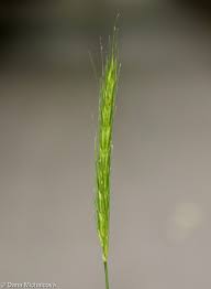 Attēlu rezultāti vaicājumam “Hordelymus europaeus leaf”