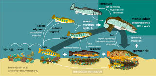 Image result for Salmo trutta trutta