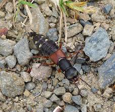 Attēlu rezultāti vaicājumam “Staphylinus erythropterus”