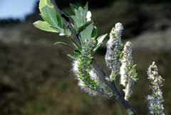 Attēlu rezultāti vaicājumam “Salix x doniana flower”