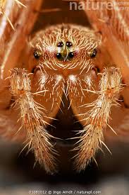 Attēlu rezultāti vaicājumam “Araneus diadematus”