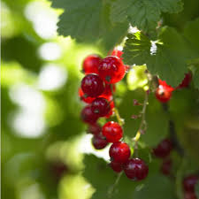 Attēlu rezultāti vaicājumam “Ribes rubrum fruit”