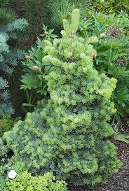 Attēlu rezultāti vaicājumam “Abies concolor”