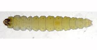 Attēlu rezultāti vaicājumam “Phyllonorycter nicellii”