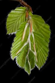 Attēlu rezultāti vaicājumam “Fagus sylvatica leaf”