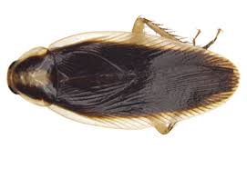 Attēlu rezultāti vaicājumam “Blattoptera”