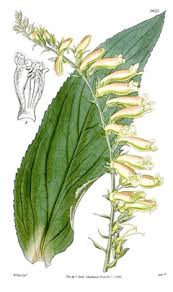 Image result for Digitalis lutea