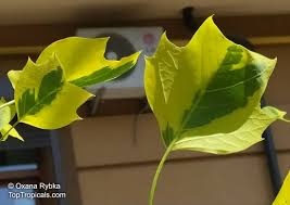 Attēlu rezultāti vaicājumam “Liriodendron tulipifera fruit”