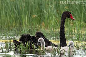 Attēlu rezultāti vaicājumam “Cygnus atratus”