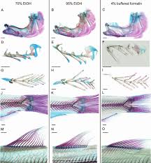 Image result for Alosa aestivalis