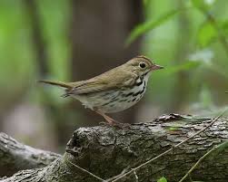 Image result for Seiurus aurocapilla