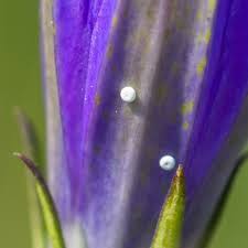 Attēlu rezultāti vaicājumam “Maculinea alcon upperside”