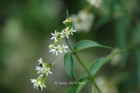 Attēlu rezultāti vaicājumam “Vincetoxicum hirundinaria flower”